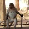 DSC04276-badami-monkey