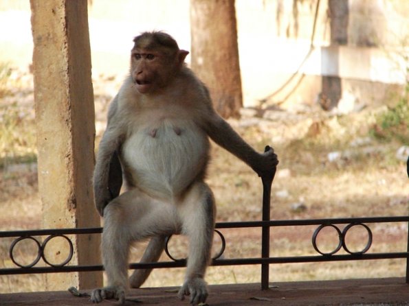 DSC04276-badami-monkey