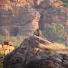 DSC04349-badami-monkey