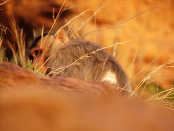 DSC04351-badami-monkey