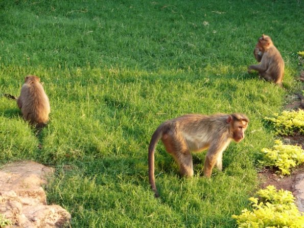 DSC04353-badami-monkeys