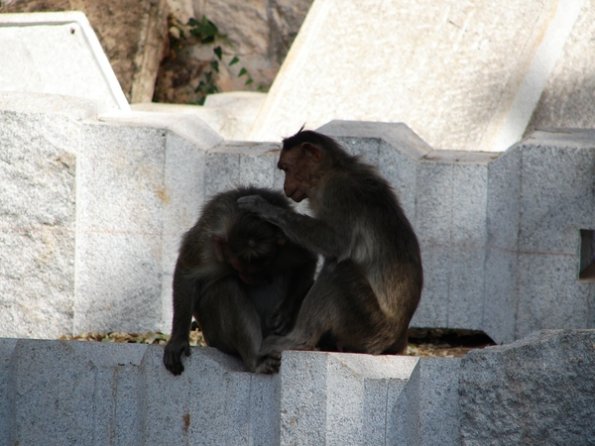 DSC04388-badami-monkeys