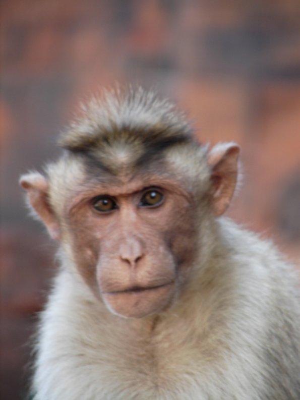DSC04409-badami-monkey