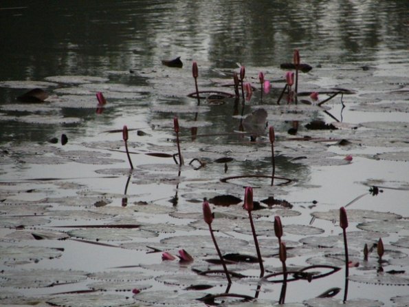 DSC04266-bangalore-lal_bagh