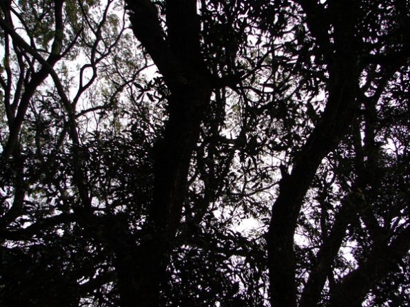 DSC04267-bangalore-lal_bagh