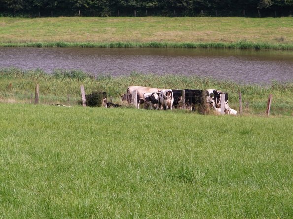 DSC07891-vaches
